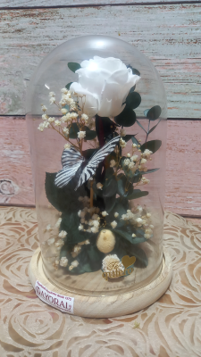 Cúpula con rosa preservada blanca. 