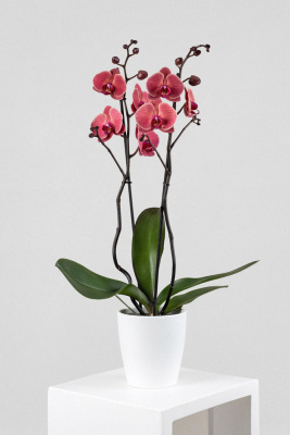 Orquídea Phalaenopsis 'Asian Coral'