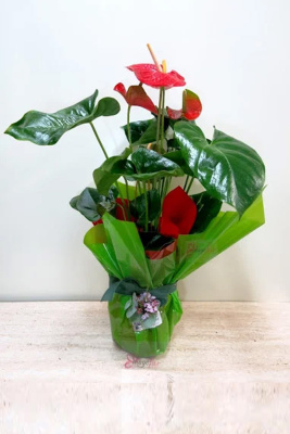 Planta de interior Anthurium
