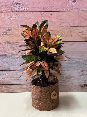Croton (no incluye macetero)