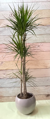 Dracaena marginata (medidas de 150cm a 175cm ), No incluye macetero