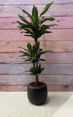 Dracaena lemon (tamaño de 80cm a 110 cm). No incluye macetero