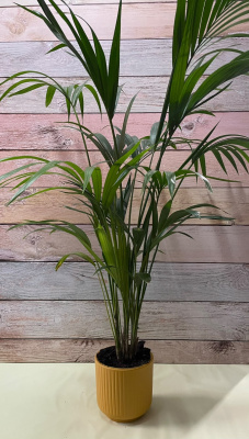 Kentia (altura de 150cm a 175cm). No incluye macetero