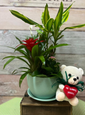 Composición plantas con osito de peluche