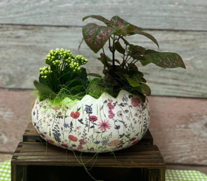 Composición plantas 