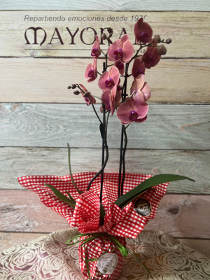 Orquídea