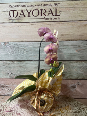 Orquídea