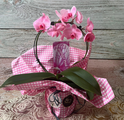 Orquidea
