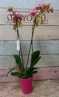 Orquídea. Disponible en varios colores  (no incluye macetero)